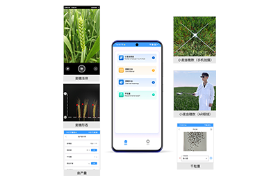 西藏小麦亩穗数分析仪IN-XM02